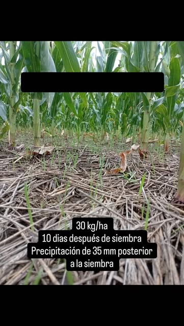 Maíz con cultivo de servicio implantado con dron